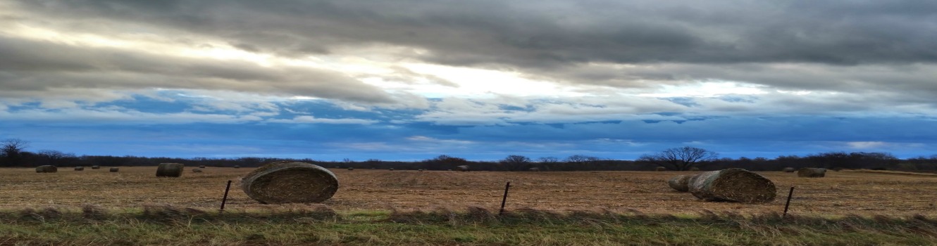 Hay bales in a field